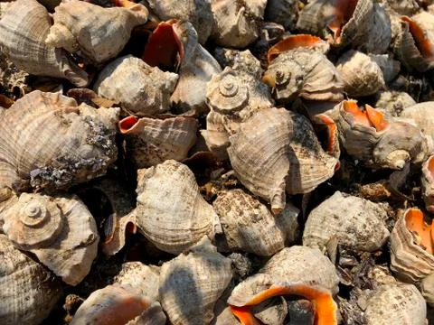 Background - Brown-Orange Rapana Shells Stock Photos