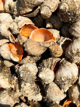 Background - Brown-Orange Rapana Shells Stock Photos