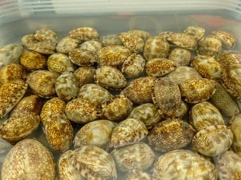 Background brown Shells Stock Photos