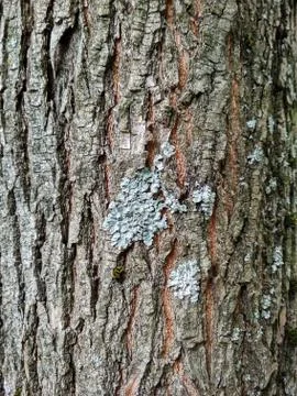 Background of brown tree with deep cracks. Stock Photos