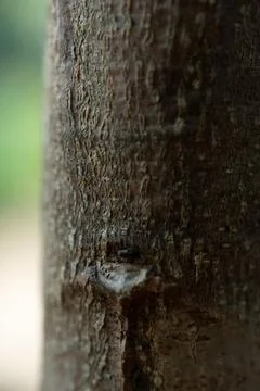 Background brown tree vertically. Stock Photos