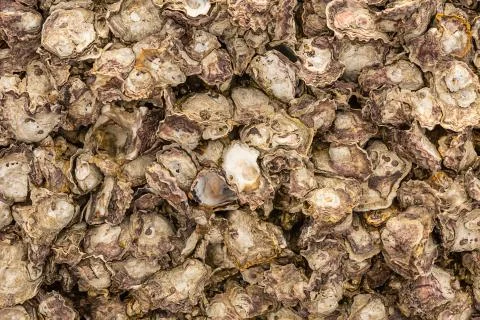 Background brown uneven weathered shells many closed open nacre light beige Stock Photos