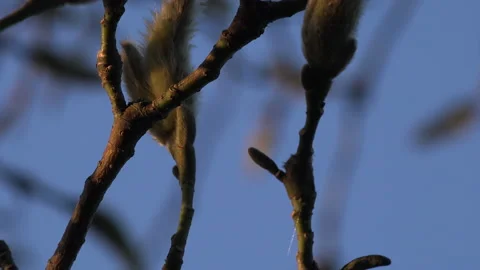 Background of buds on tree with blue sky UK England 4K Video stock 149373499