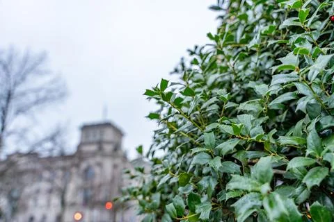 In the background is a building with a tower. Stock Photos