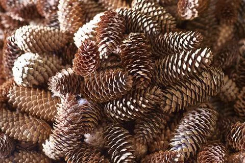 Background of a bunch of pine cones. Stock Photos