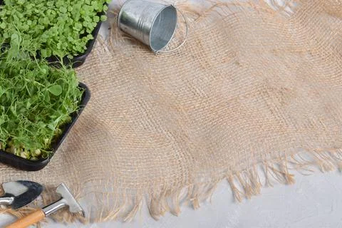 Background burlap with micro greenery and garden tools. Stock Photos