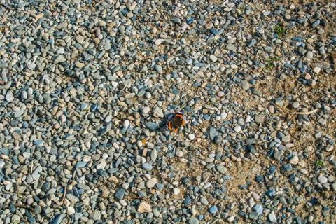A background with a butterfly sitting it a footpath covered with small stones Stock Photos