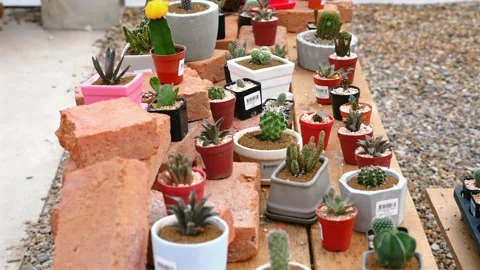 Background of cacti on stone shelf. Stock Footage 249151233