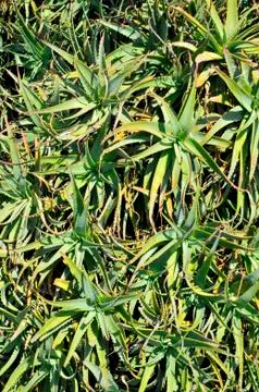 Background of cactus Stock Photos