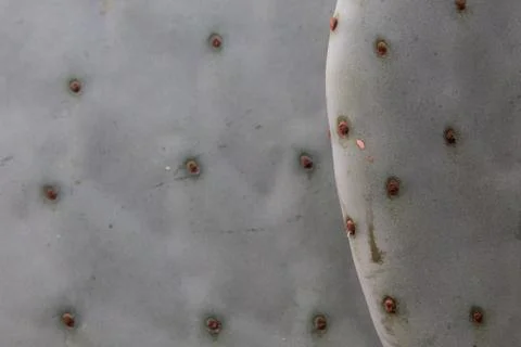 Background of cactus shapes Stock Photos