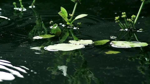 Background Calming pool water flow Stock Footage 257388221