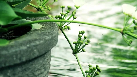 Background Calming pool water flow 스톡 동영상 257388415