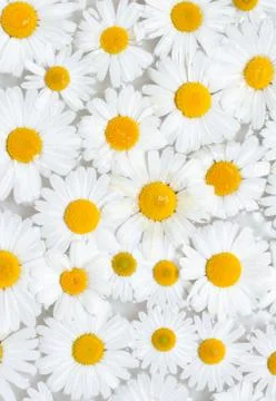 Background from camomile Stock Photos