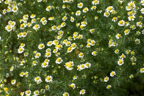 Background of camomiles Stock Photos