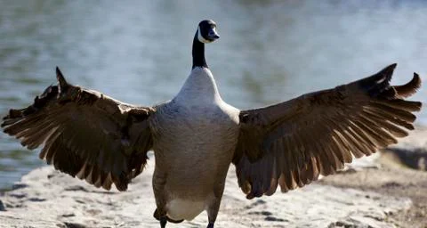 Background with a Canada goose Stock Photos