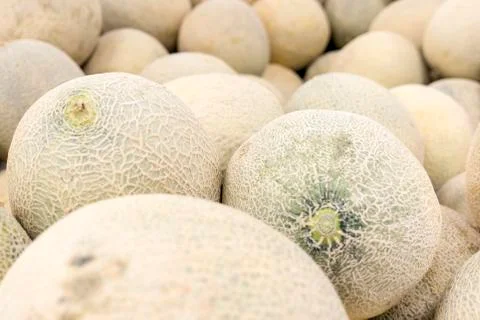Background of cantaloupe melons. Stock Photos