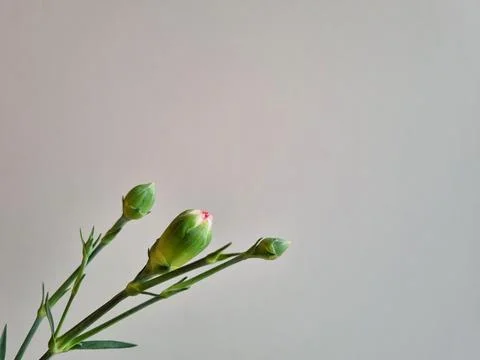 Background with carnation buds Stock Photos