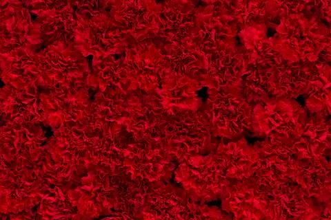 Background of carnation flowers Stock Photos
