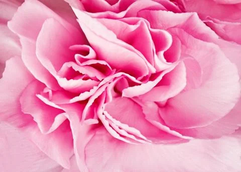 Background carnation Foto stock