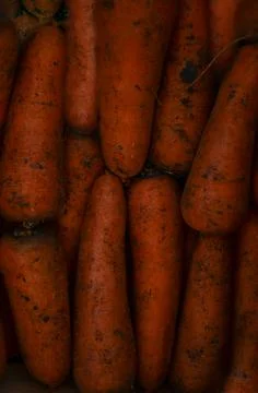 Background of carrots in the mud Foto stock