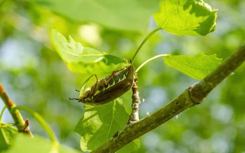 Background with chafer beetle. Close up view of the European beetle pest - co Stock Photos