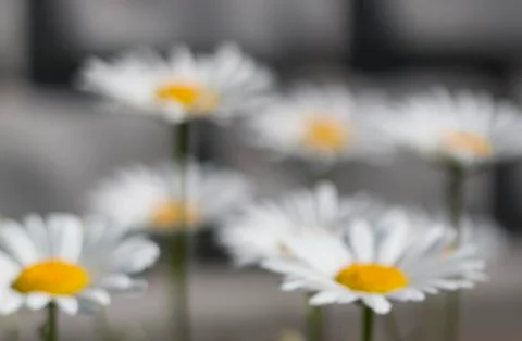 Background of chamomiles Stock Photos