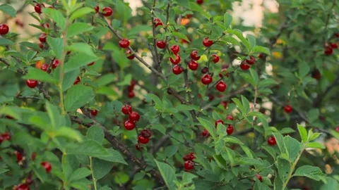 Background of cherry berries in garden, organic healthy orchard fruits harvest 스톡 동영상 202007379