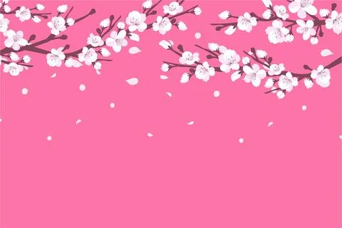 Background with cherry blossom. A branch with cherry blossoms isolated on a w Stock Illustration