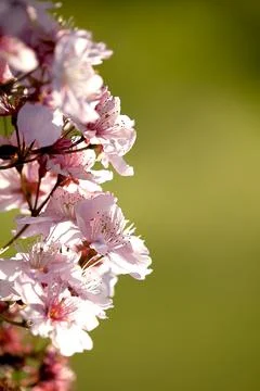 Background of cherry blossom branches with falling petals drawn Stock Photos