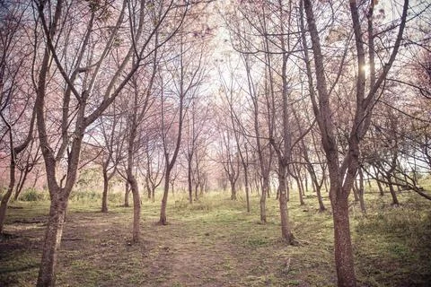 Background of Cherry blossom forest with soft focus Stock Photos