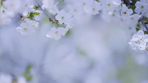 Background of cherry blossom in full bloom swaying in the wind. Stock Footage 190366811