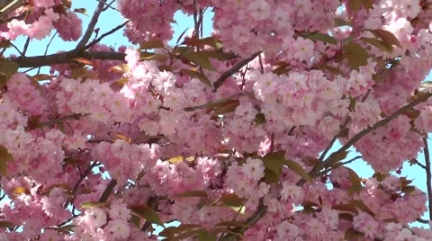 Background of cherry blossoms against the sky Stock Footage 63146981
