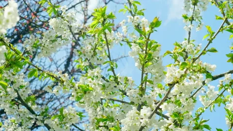 Background of cherry branch with flowers in spring bloom. White flowers of Stock Footage 183812608