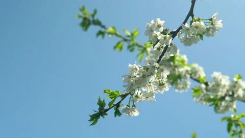 Background of cherry branch with flowers in spring bloom. White blooming flowers Stock Footage 185097706