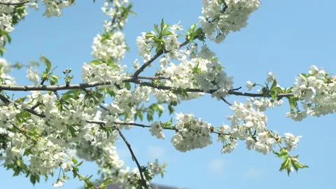 Background of cherry branch in spring bloom. White blooming Sakura flowers sways Video stock 221036602