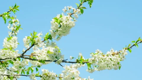 Background of cherry branch with in spring bloom. White blooming flowers sways Stock Footage 230510892