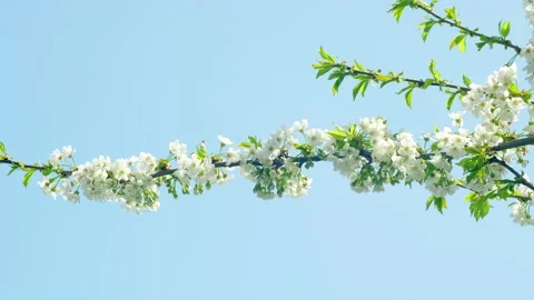 Background of cherry branch in spring bloom. White blooming Sakura flowers Stock Footage 233551638