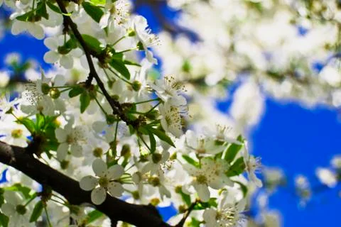 Background cherry Stock Photos