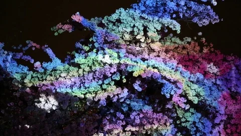 Background cherry tree blossom night Stock Footage 75085860