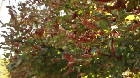 Background chestnut leaves Stock-Footage 50374852