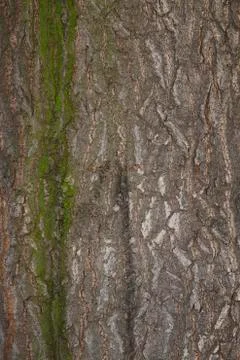 Background chestnut tree bark Stock Photos
