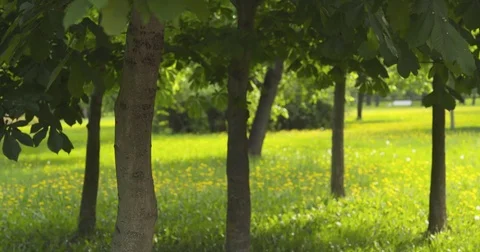 Background with chestnut trees in summer day Stock Footage