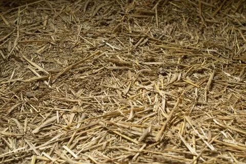 Background of chopped straw Foto stock