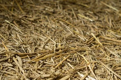 Background of chopped straw Stock Photos