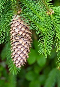 Background of Christmas tree branches with big fir cones. Stock Photos