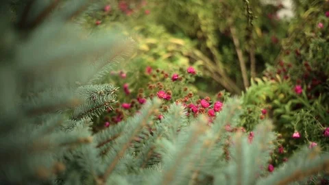 Background of Christmas tree branches. focus displacement Stock Footage 73110139