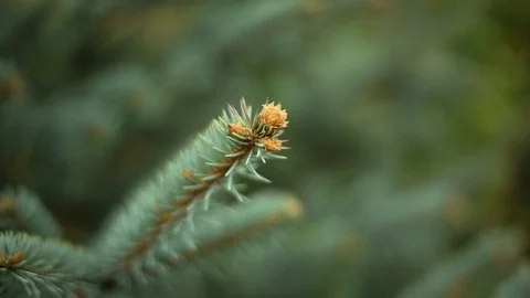 Background of Christmas tree branches Stock Footage 73110020