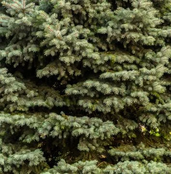 Background of Christmas tree branches Stock Photos
