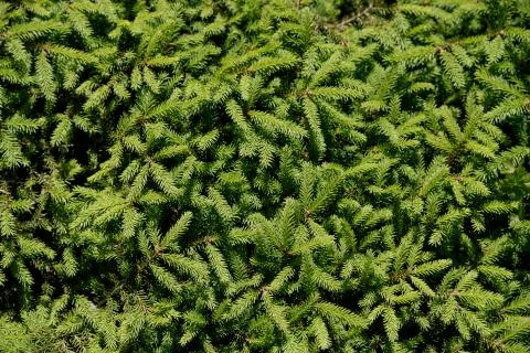 Background of Christmas tree branches. Stock Photos
