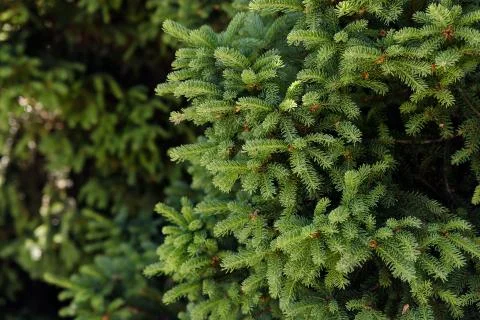 Background of Christmas tree branches. Stock Photos